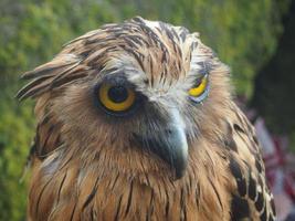 brown and white owl background photo with beautiful eyes