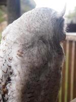 brown and white owl background photo with beautiful eyes