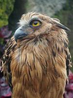 brown and white owl background photo with beautiful eyes