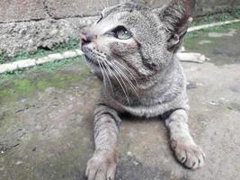 sitting country cat background photo