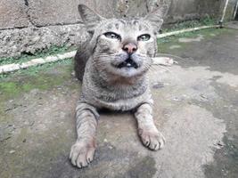 sitting country cat background photo