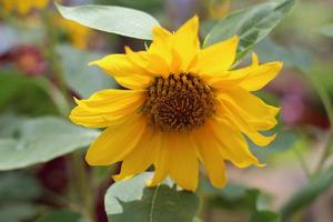 beautiful and fresh sunflower background photo