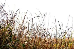 Beautiful Snap of Green Grass and its flowers photo