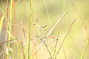 Beautiful Snap of Green Grass and its flowers photo