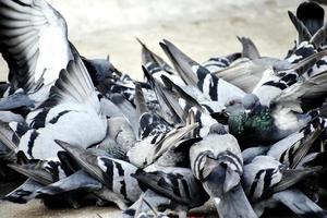 un grupo de palomas en mi suelo foto