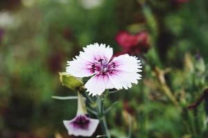 Beautiful snap of single flower photo