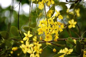 Bunch of fresh yellow flowers photo