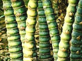 Bamboo trees in my Garden photo