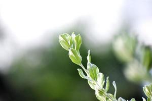 un hermoso chasquido de hojas nuevas de plantas foto