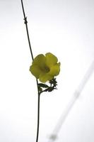 A Beautiful snap of a yellow flower photo