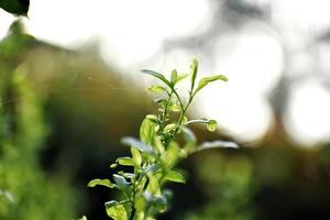 un hermoso chasquido de hojas nuevas de plantas foto