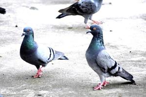 un grupo de palomas en mi suelo foto