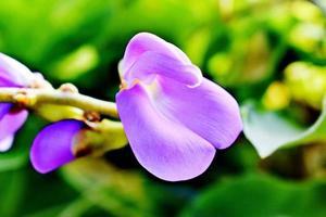 flor floreció en mi jardín foto