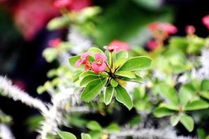 Flowering plant and bunch of beautiful Pink flower photo