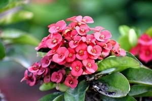Flowering plant and bunch of beautiful Pink flower photo