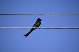 A black Bird sitting on wire against blue sky photo