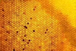 Honeycomb from bee hive filled with golden honey photo