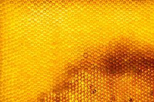 Honeycomb from bee hive filled with golden honey photo