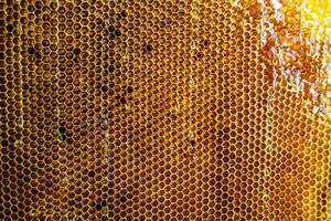 Honeycomb from bee hive filled with golden honey photo