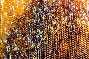 Honeycomb from bee hive filled with golden honey photo