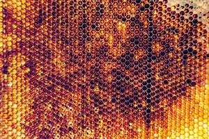 Honeycomb from bee hive filled with golden honey photo