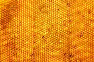 Honeycomb from bee hive filled with golden honey photo