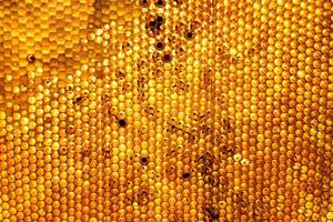 Honeycomb from bee hive filled with golden honey photo