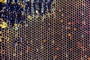 panal de abejas lleno de miel dorada foto