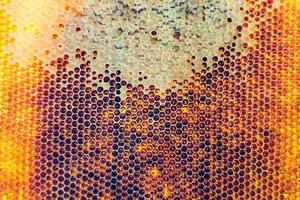 Honeycomb from bee hive filled with golden honey photo