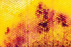 Honeycomb from bee hive filled with golden honey photo