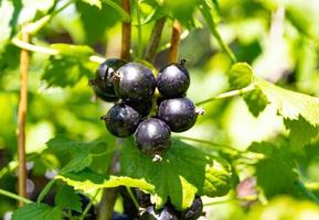 Photography on theme beautiful bush berry black currant photo