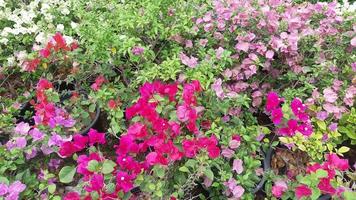 flor morada blanca rosa con imagen natural de arbusto de planta de hoja verde foto