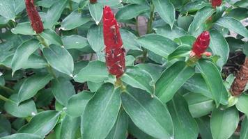 Red Flower with Green leaf Plant bush natural picture photo