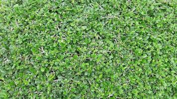 Green leaf Plant bush natural picture photo