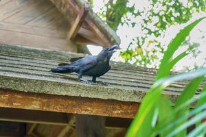 Crow on roof tiles photo