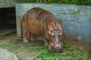 el hipopótamo está comiendo comida foto