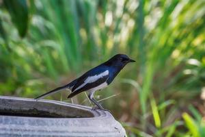 Oriental magpie-robin in a nature background.
