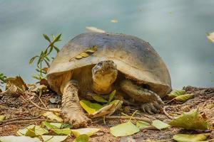 Turtles are sunbathing photo