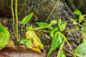 Green Pit Viper photo