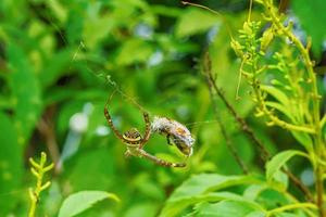 Spider will eat the bait photo