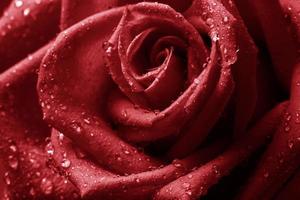Close up photo of red rose