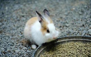 Little white rabbit eating food photo