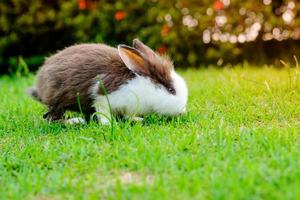 conejo comiendo hierba en el jardin foto