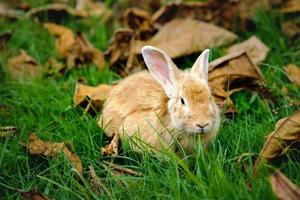 Rabbit eating grass in the garden photo