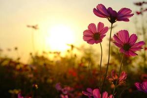 Field cosmos flower. where the sun is rising. photo