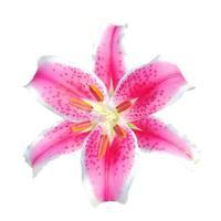 Pink lily on a white background photo