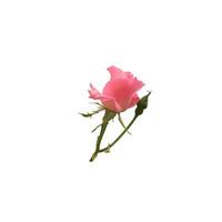 Pink isolated rose delicate flower branch on the white background, cutout object for decor, design, invitations, cards, soft focus and clipping path photo