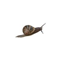 Garden snail Helix aspersa with decorated shell on its back, crawling animal isolated, clipping path photo