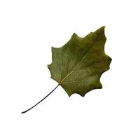 Ugly dry autumn dark green curved leaf close-up on the white background photo
