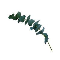 Eucalyptus branch with bright green leaves close-up of cutout floral object on the white background, decor element for any design photo